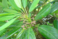Daphniphyllum neilgherrense